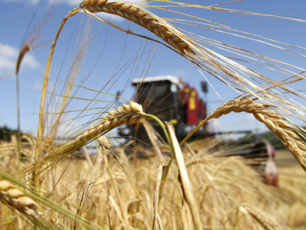 Урожай зерновых больше всего пострадал в западных областях – эксперт