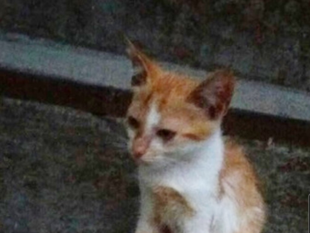 Живьем закопали котенка: Дети в Мелитополе на глазах у родителей издевались над животным (ФОТО)