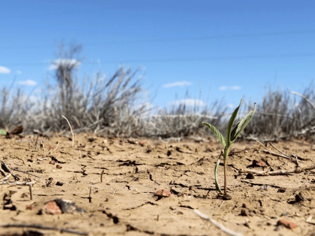 Засуха в Германии: аграрии насчитали более миллиарда евро убытков