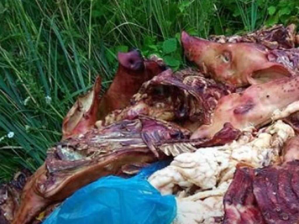 Шесть тонн обрезков мяса выбросили у села на Львовщине (ФОТО)