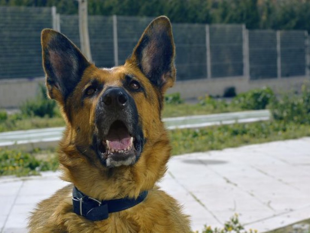 Хозяин пса отказался продавать: На Николаевщине военный украл овчарку