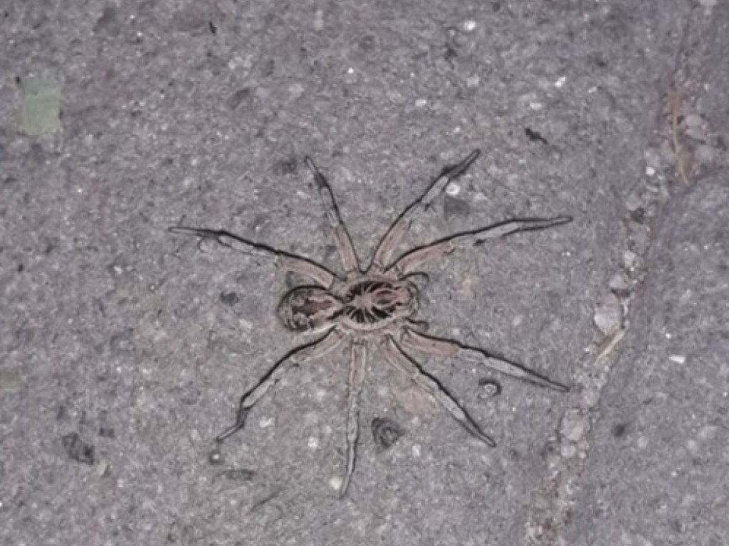 В Запорожье на улице заметили ядовитого тарантула (ФОТО)
