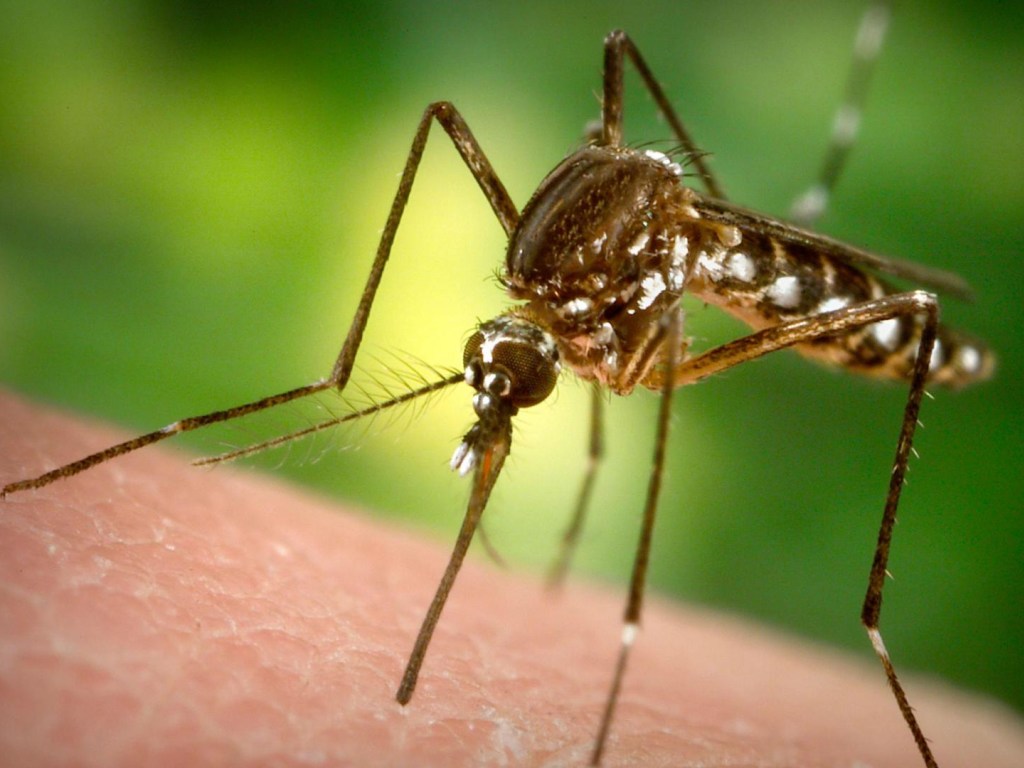 Жаркая погода в Финляндии: из-за аномальной температуры воздуха исчезли комары