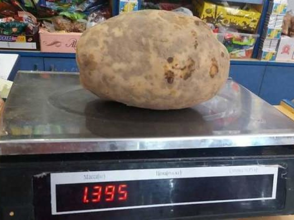 Украинский фермер вырастил гигантские овощи: одна картофелина – почти 1,4 килограмма (ФОТО)