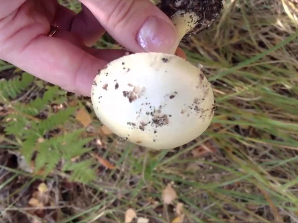 В Харьковской области 5 человек отравились грибами