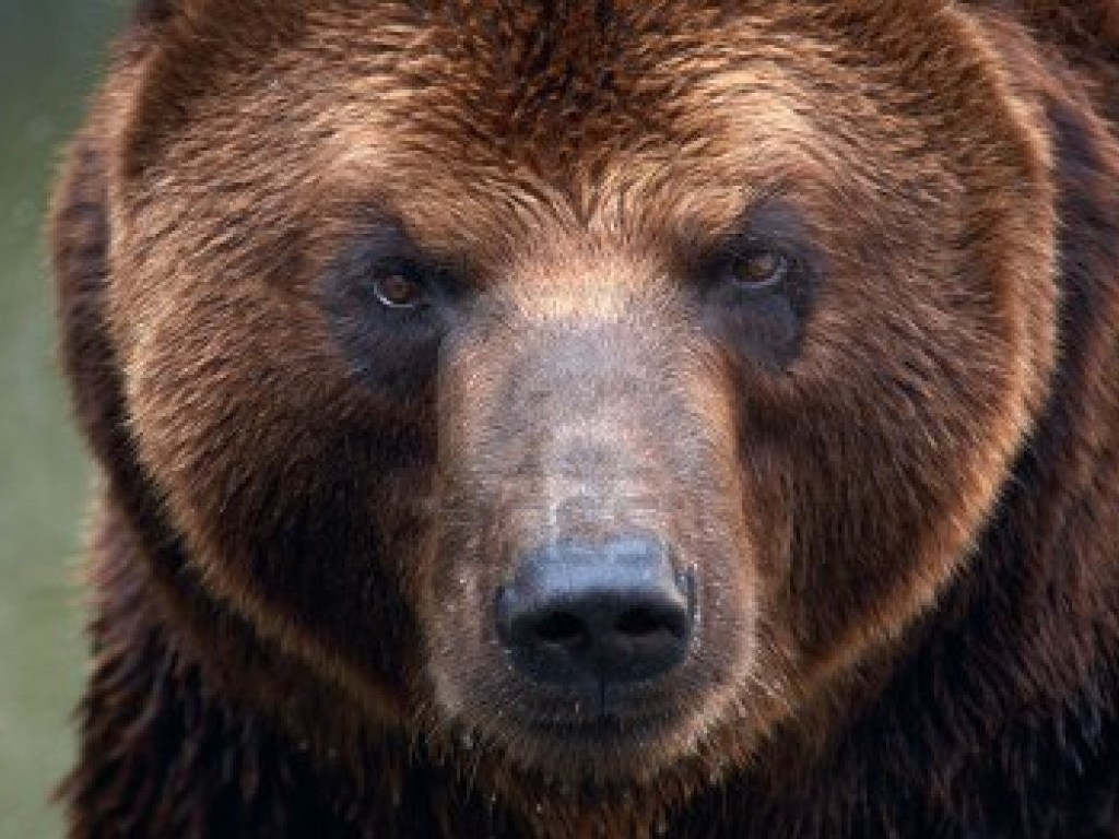 В РФ медведь залез на дачу, чтобы поесть супа