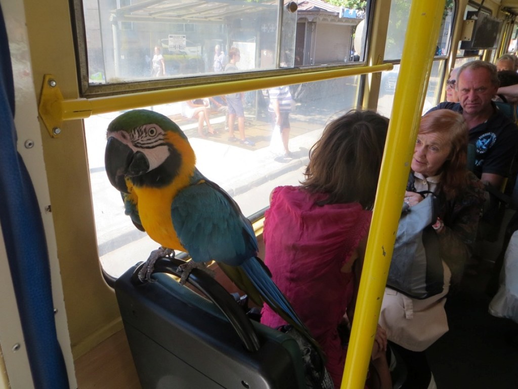 В одесском трамвае увидели попугая (ФОТО)