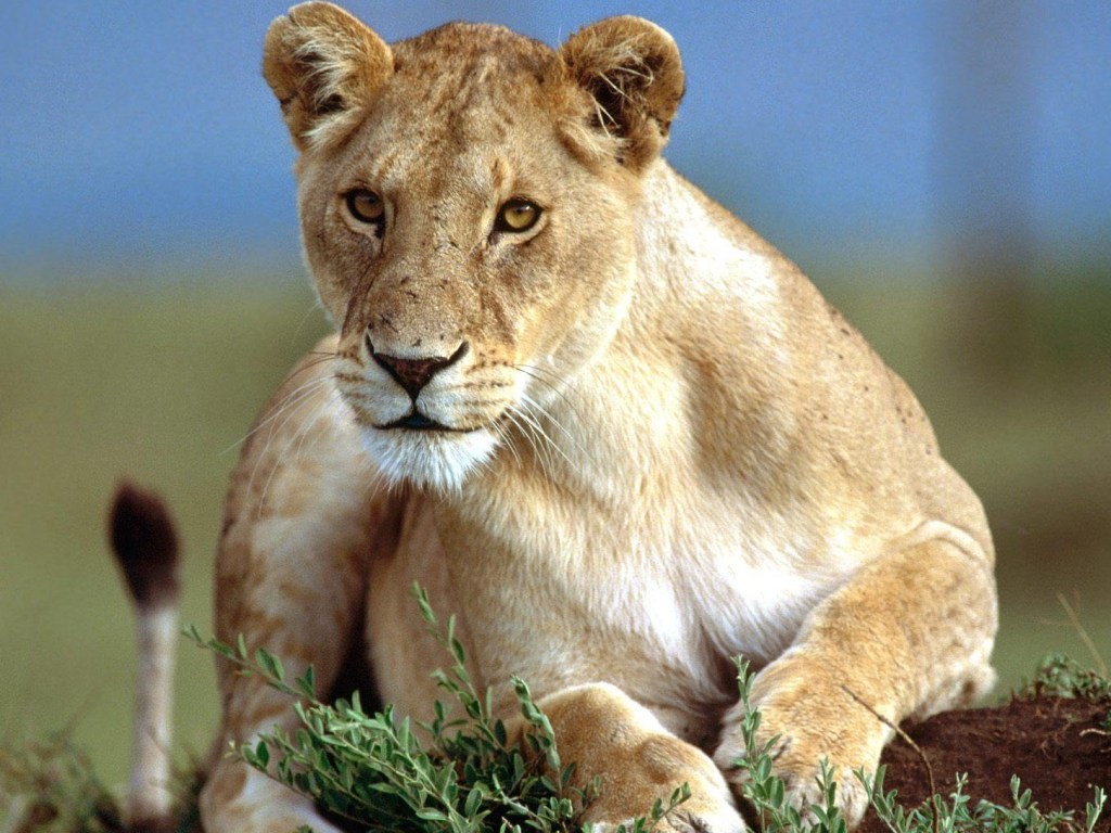 В заповеднике Ботсваны львица украла камеру за 2,5 тысячи долларов (ВИДЕО)