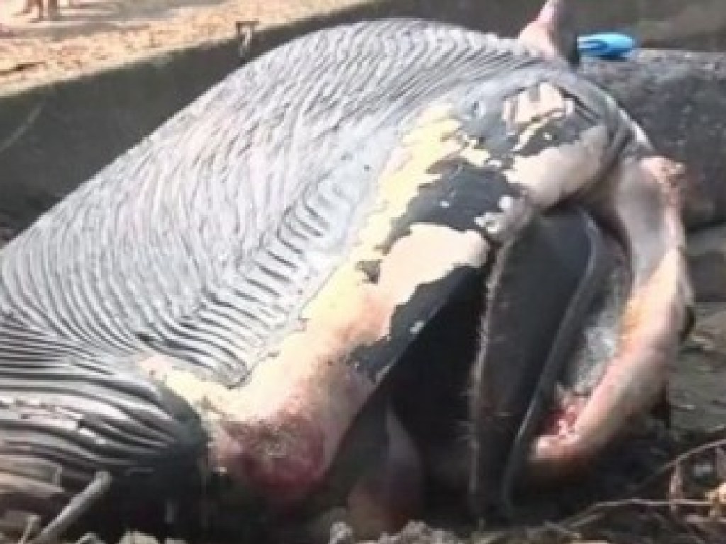На берег Японского моря выбросило 10-метрового детеныша голубого кита (ФОТО, ВИДЕО)