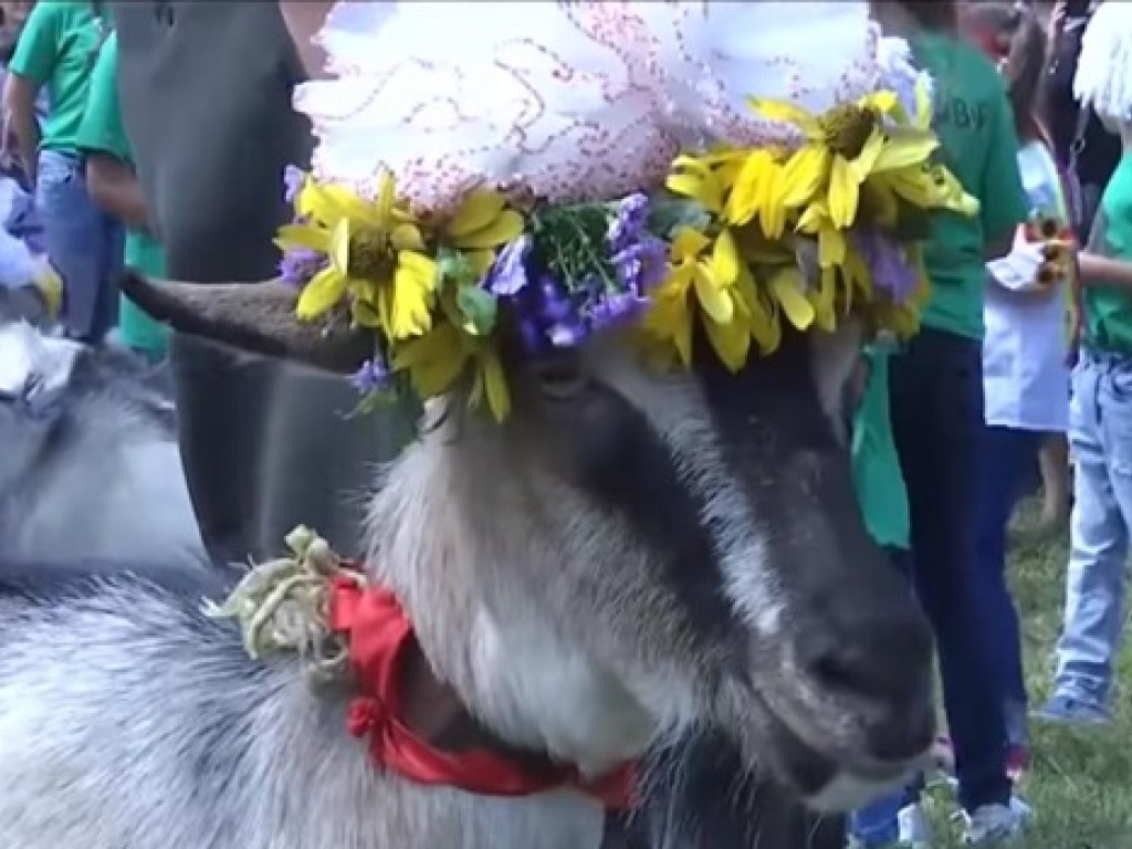 Самую красивую козу выбирали на Тернопольщине (ФОТО, ВИДЕО)