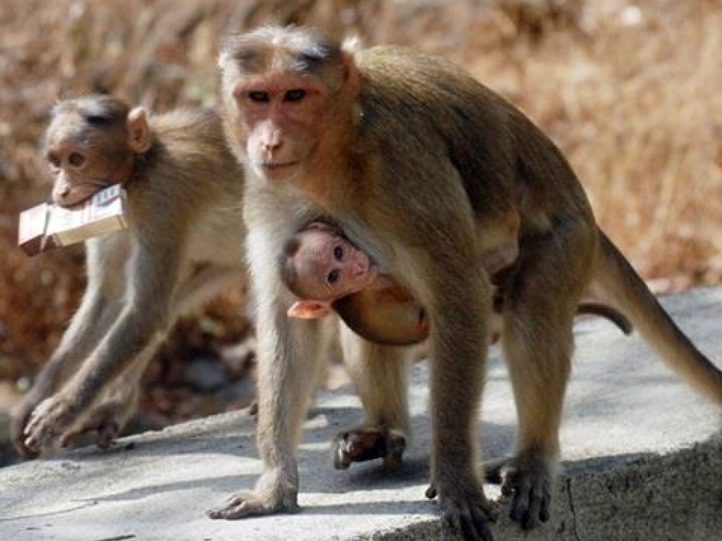 Смелая обезьяна взяла в заложники малыша (ВИДЕО)