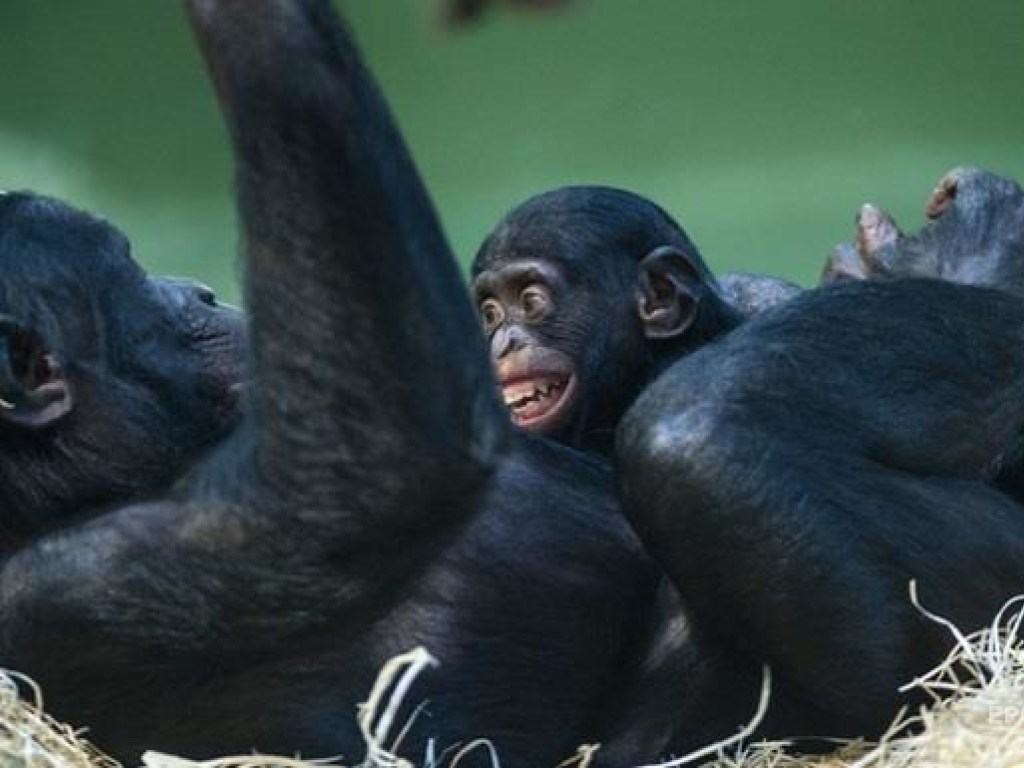 Совсем, как люди:  игра шимпанзе с детенышем стала хитом (ВИДЕО)