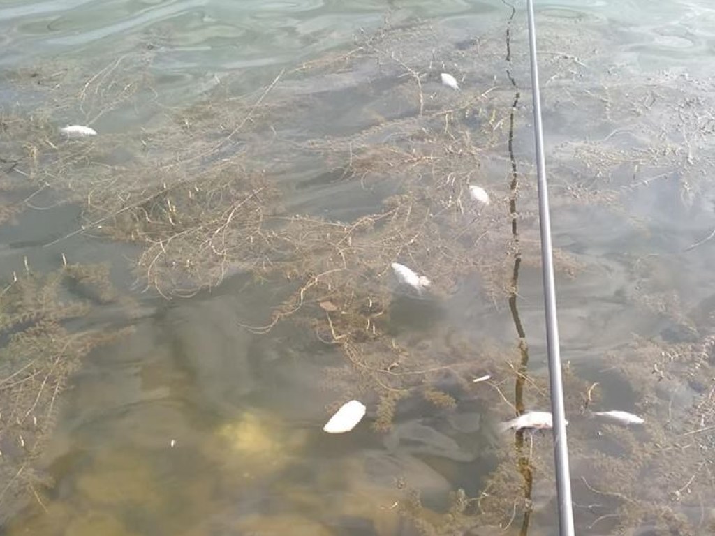 Мертвая рыба и вонь: В Сети показали шокирующие кадры закарпатского озера (ФОТО)