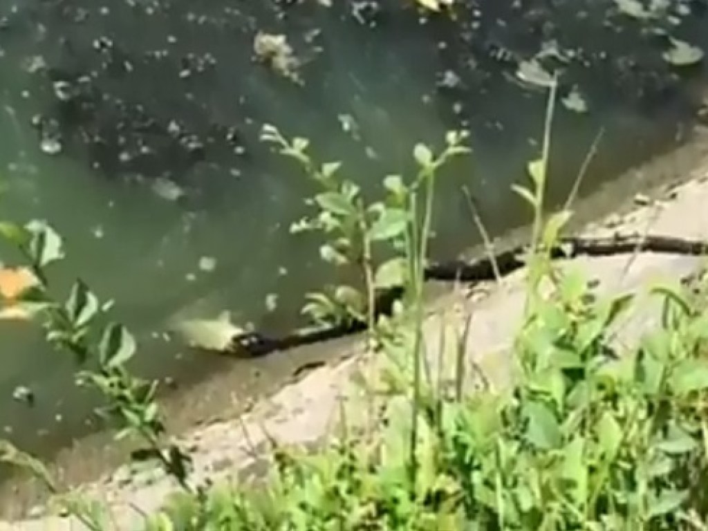 В Харькове крупная змея проглотила рыбу (ФОТО, ВИДЕО)