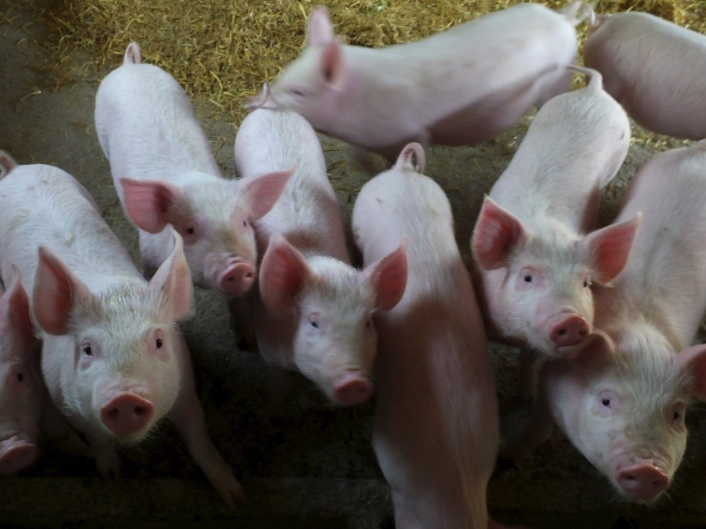 На Херсонщине из-за АЧС уничтожили 60 свиней (ФОТО)