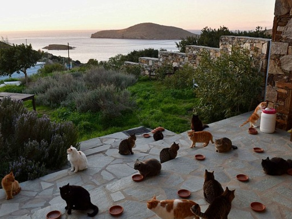 В кошачий приют на красивом греческом острове ищут смотрителя за 55 кошками (ФОТО, ВИДЕО)