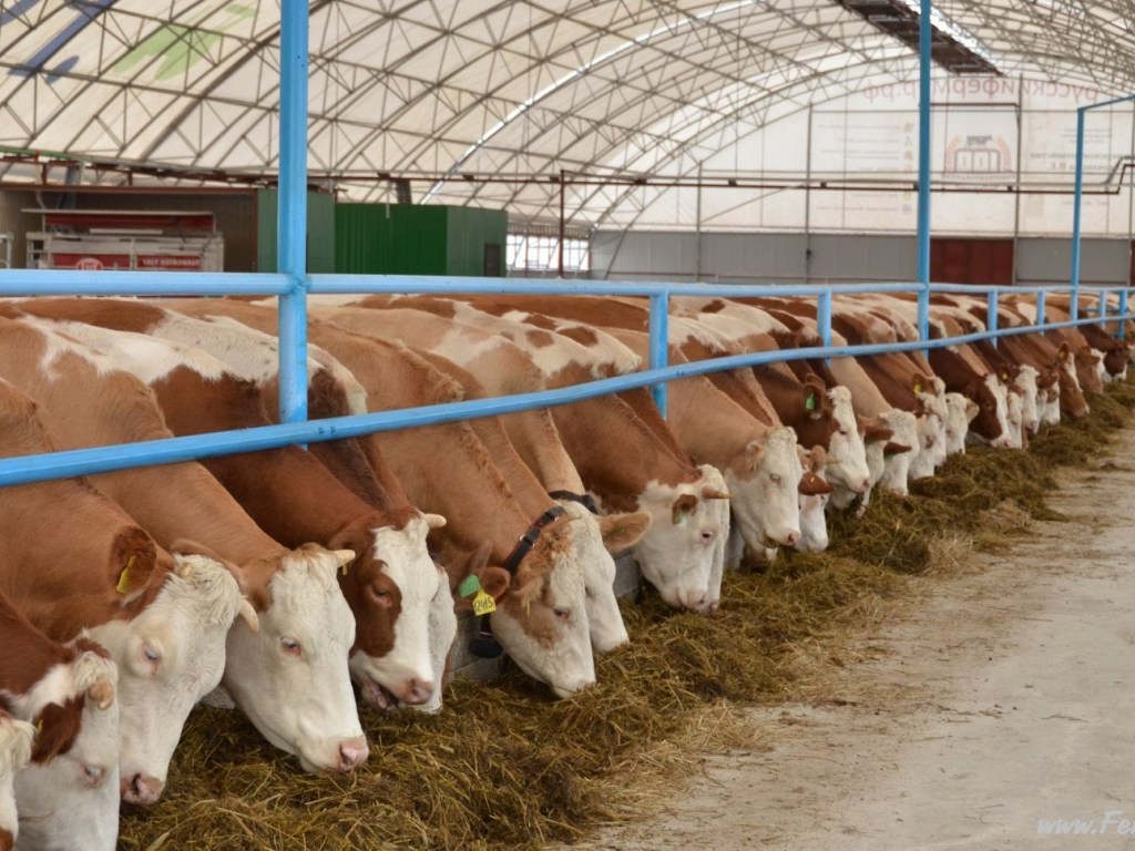 В Украине сократилось поголовье коров и свиней, а кур все больше