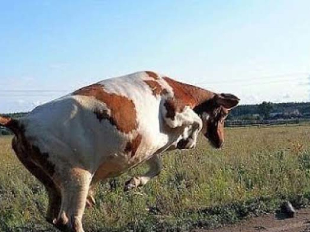 Поддела на рога и бросила: На Херсонщине корова убила пенсионера