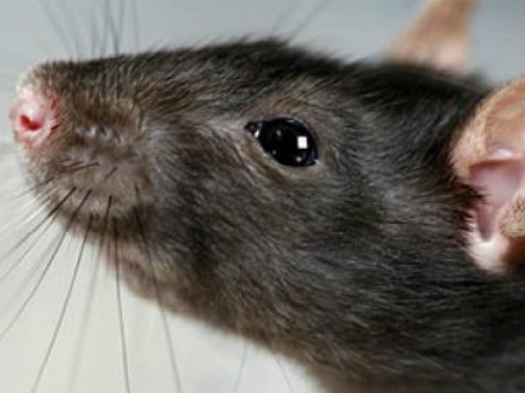 В Индии у крысы на спине выросла соя (ВИДЕО)