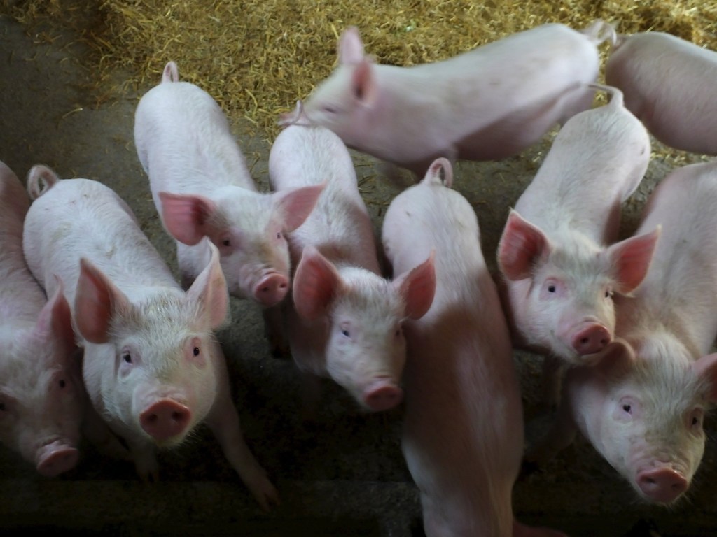В Полтавской области пытались сдать на мясокомбинат 450 свиней, зараженных африканской чумой