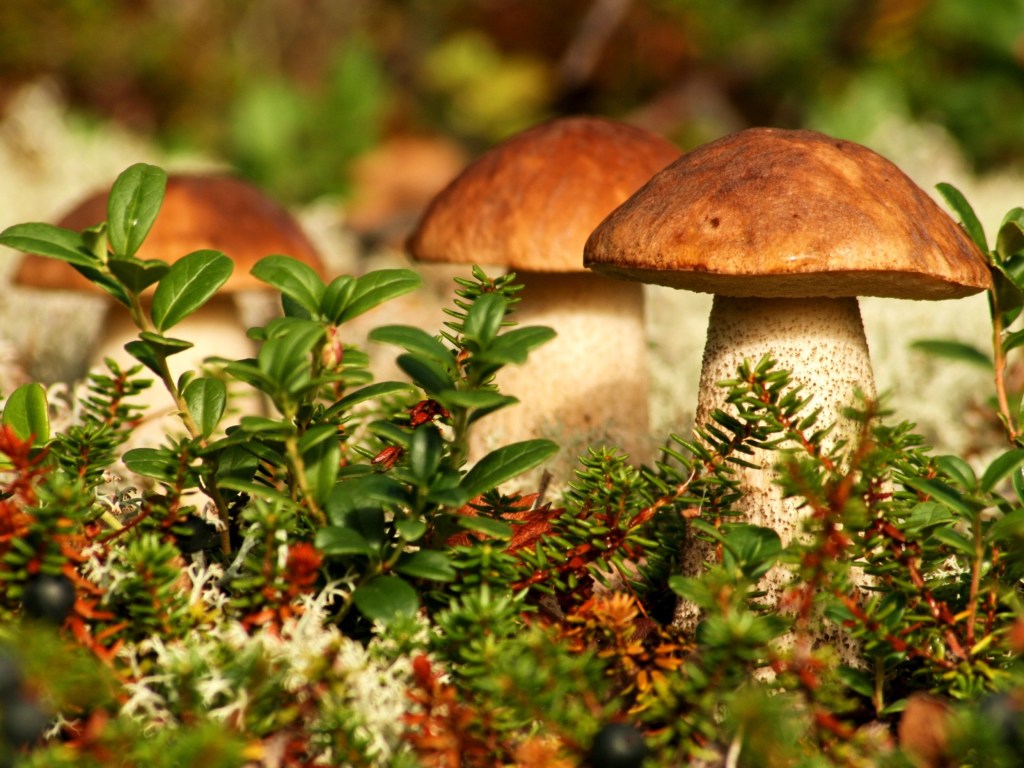 Не до конца приготовленные грибы могут стать отравой – санитарный врач