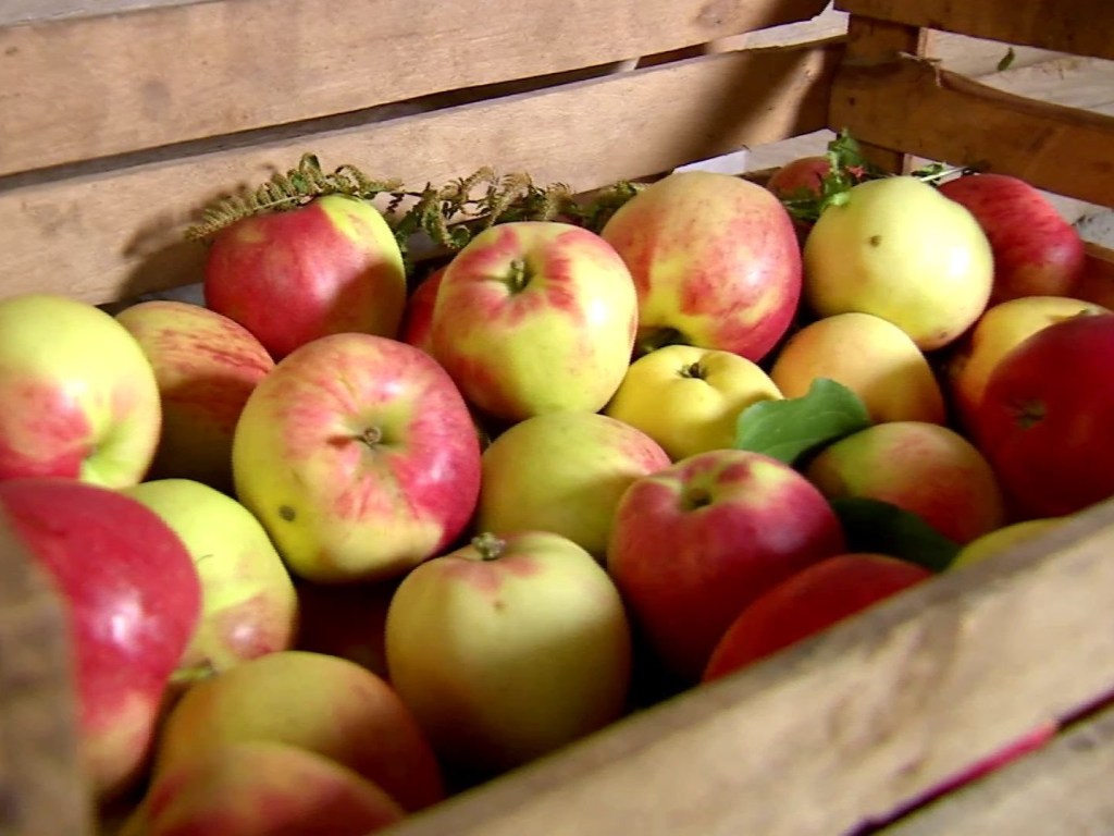 Эксперт: примятые яблоки в консервации могут спровоцировать серьезное отравление