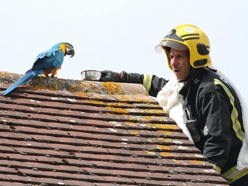 Застрявший на крыше попугай обматерил спасателей (ФОТО, ВИДЕО)