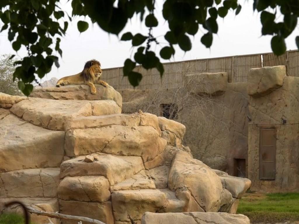 В зоопарке ОАЭ лев «набросился» на отдыхающего ребенка (ВИДЕО)
