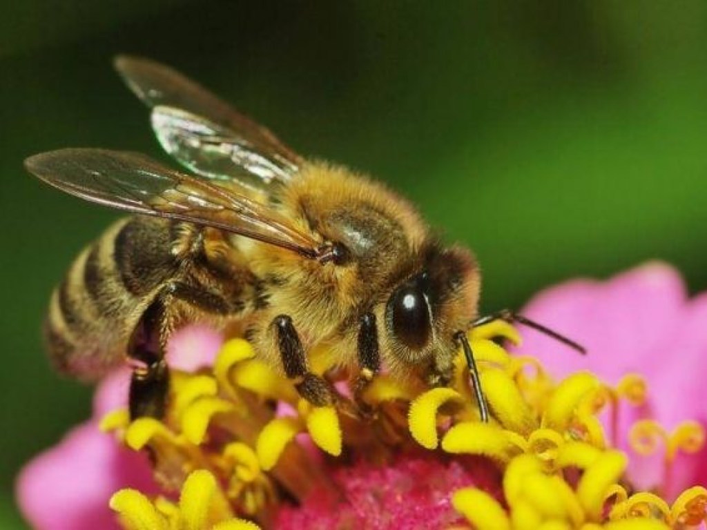Учёные заявили, что пчёлы и осы могут распознавать лица людей