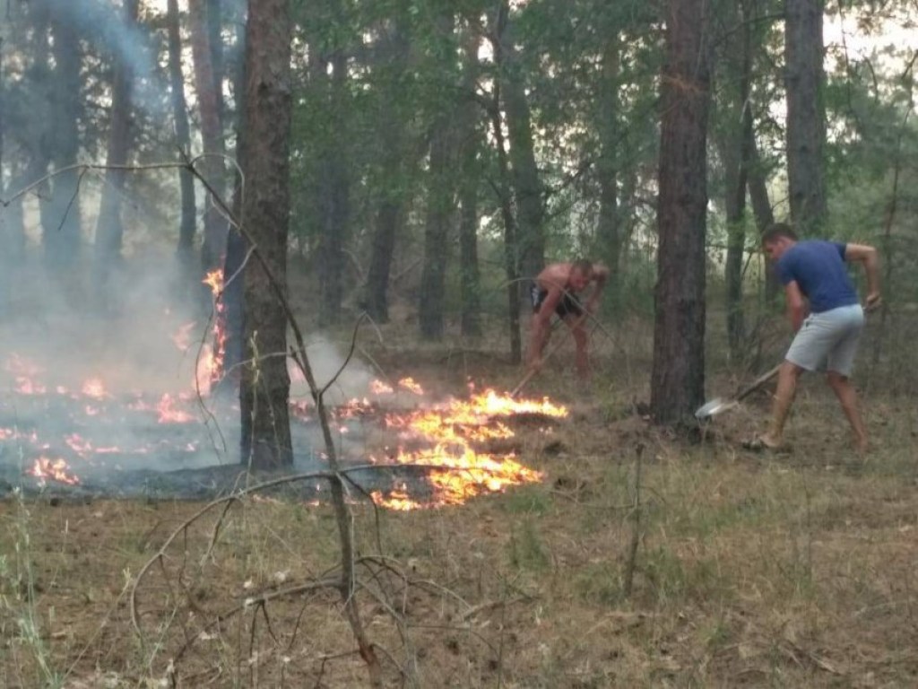 На Николаевщине пожар охватил три гектара леса (ФОТО, ВИДЕО)