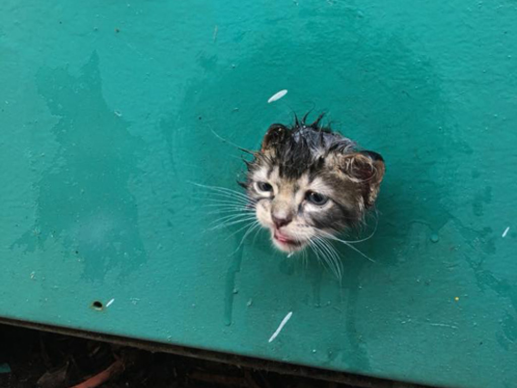 В США любознательный котенок застрял в промышленном генераторе (ФОТО)
