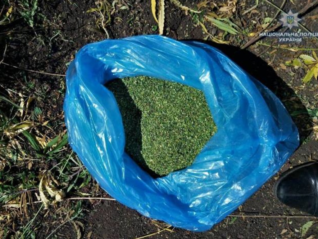 Пожилой житель Лисичанска хранил наркотическую марихуану на сумму 300 тысяч гривен (ФОТО)