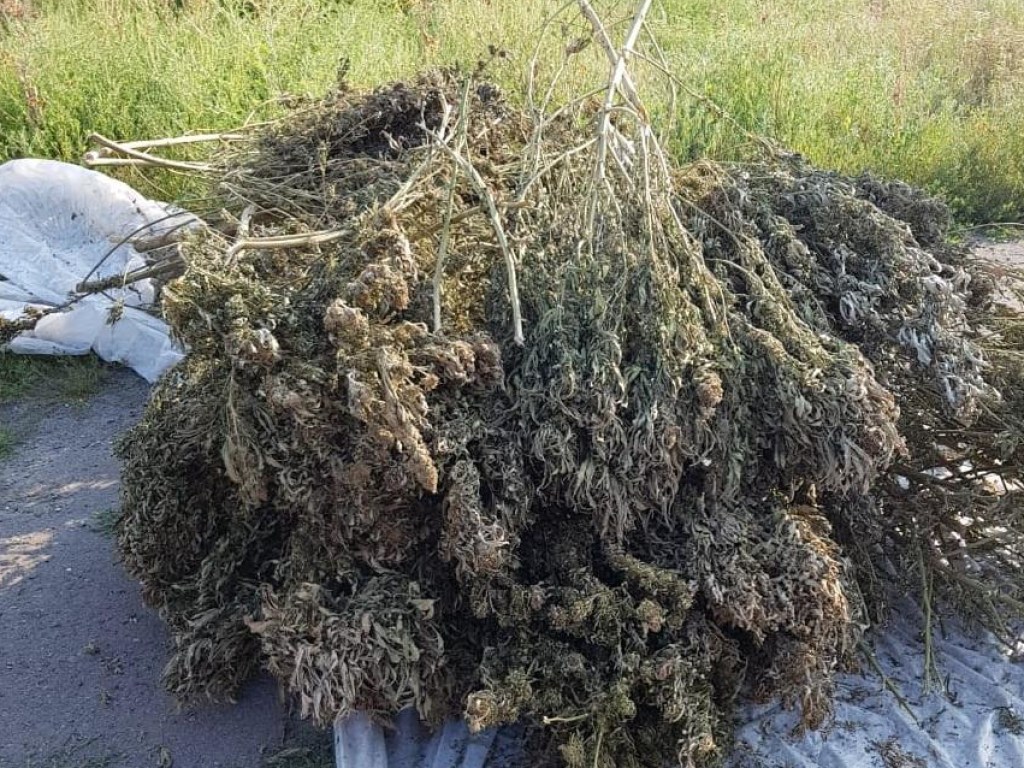 На Закарпатье полиция обнаружила фермера, собравшего марихуаны на 39 миллионов гривен (ФОТО)