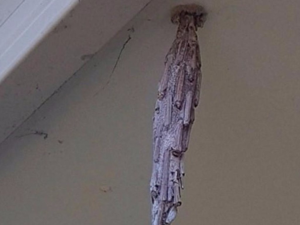 Житель США обнаружил в своем доме таинственный кокон (ФОТО)