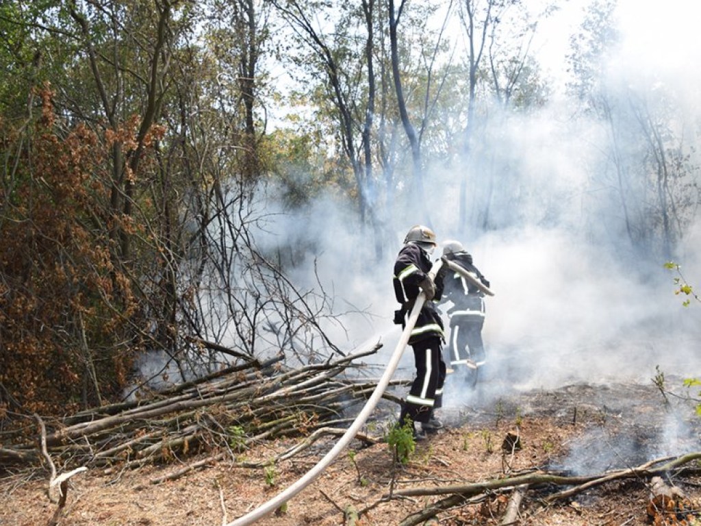 В Николаеве ликвидировали лесной пожар площадью 10 гектаров (ФОТО, ВИДЕО)