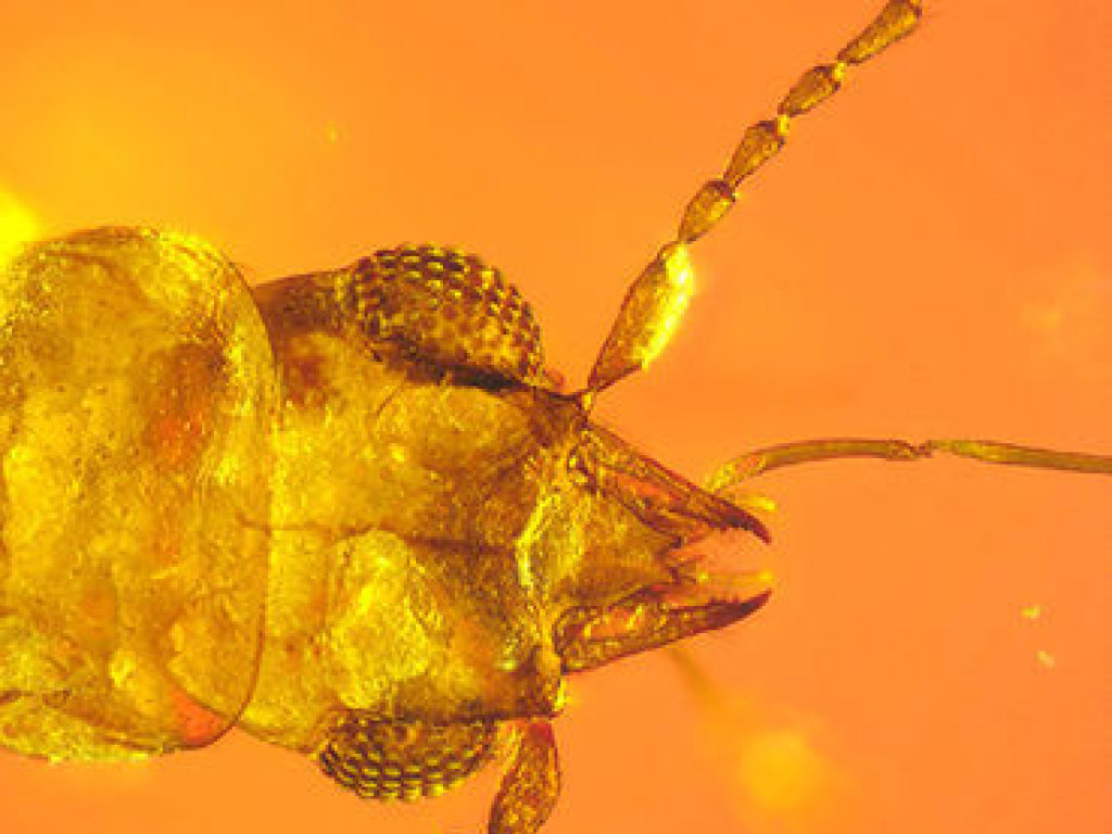 Ученые отыскали в янтаре жука-опылителя возрастом 99 миллионов лет