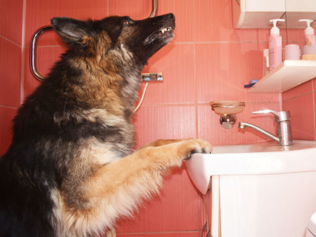 Удивительная собака: жительница Закарпатья научила немецкую овчарку чистить зубы (ФОТО)