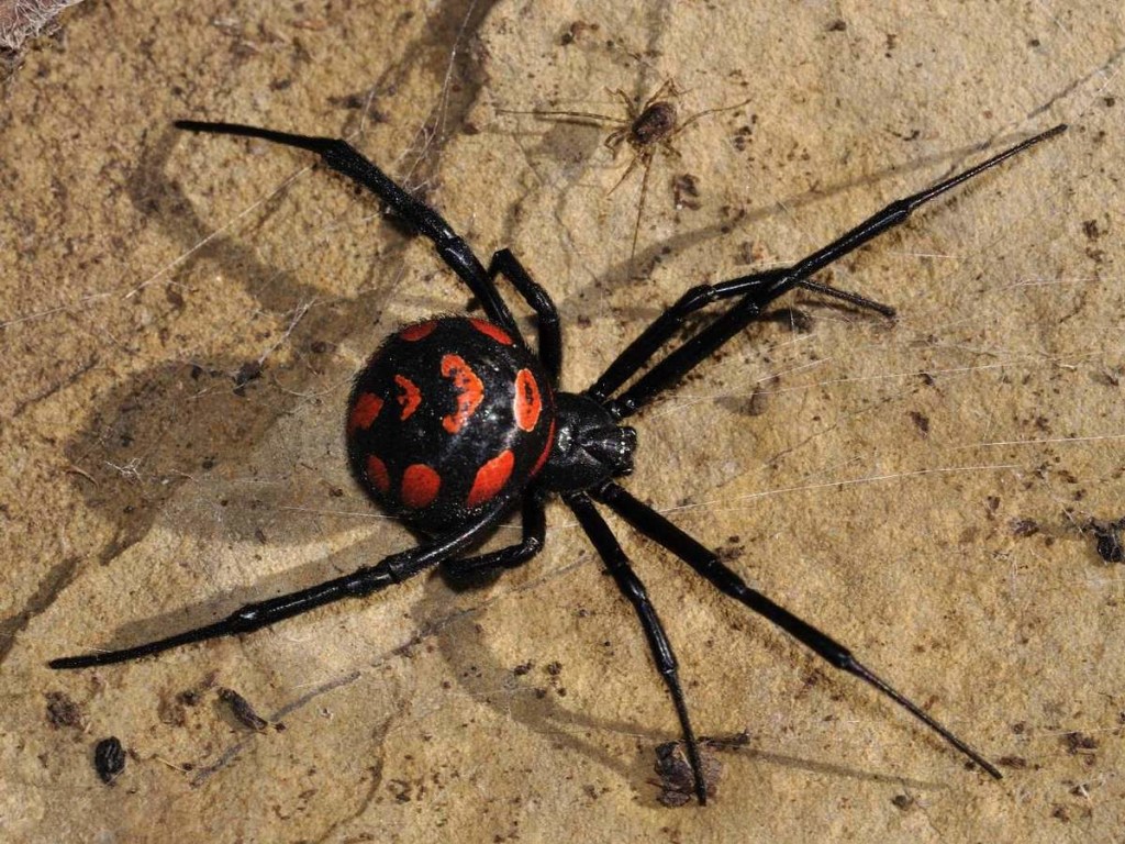 Киевляне заметили на дачном участке ядовитого паука-каракурта (ВИДЕО)