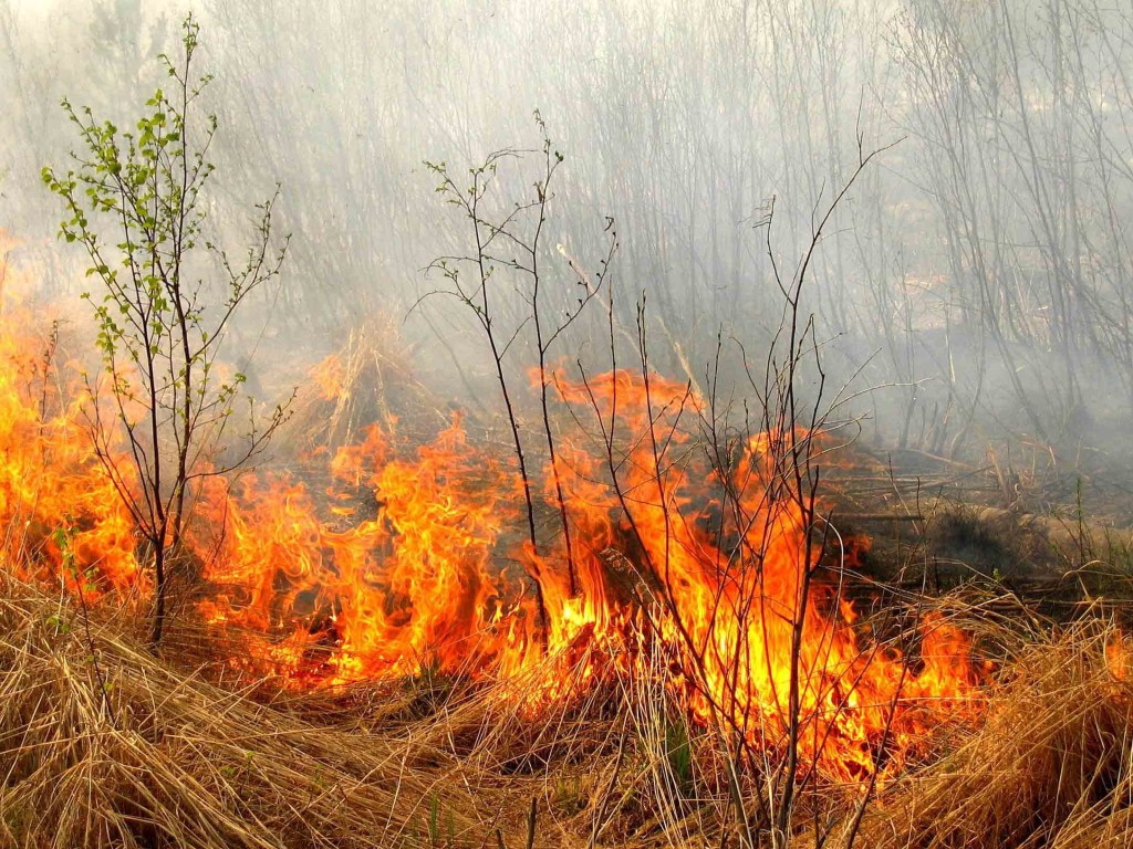 Сегодня в Украине объявлен чрезвычайный уровень пожароопасности – ГСЧС