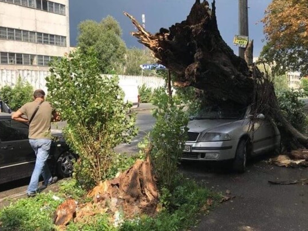Из-за невиданных ливней в Киеве повалено 300 деревьев и повреждено 8 опор электропередач 