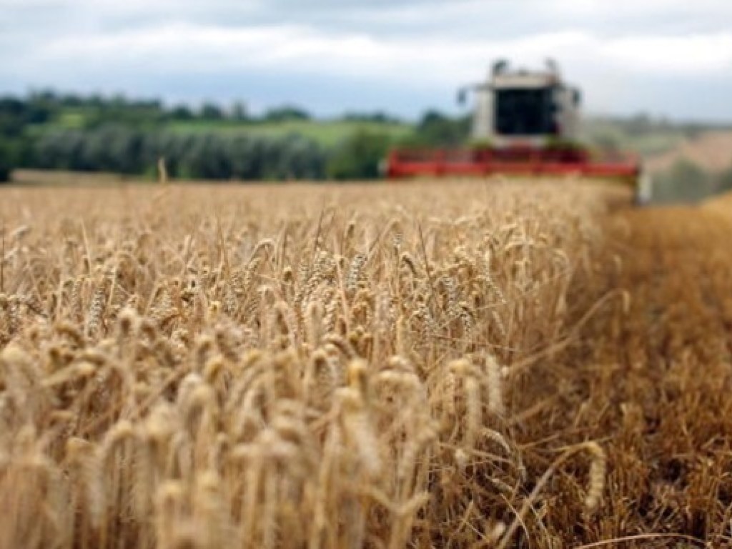 За полгода украинский аграрный экспорт составил 8,6 миллиарда долларов