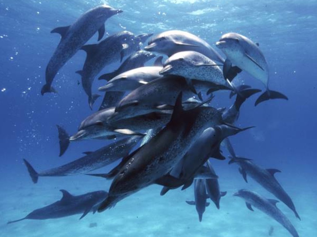 В Австралии участились случаи атак акул на дельфинов