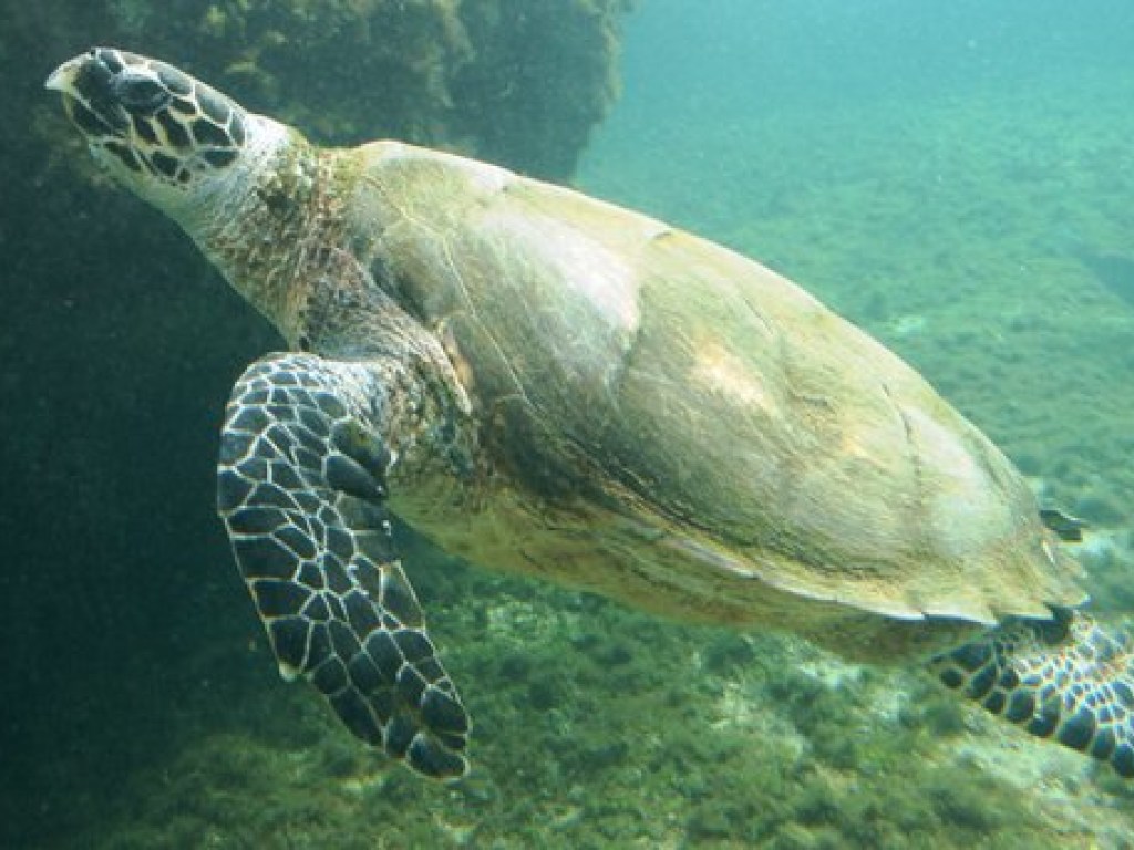 Вымирающий вид: в Мексике расследуют гибель более 100 черепах
