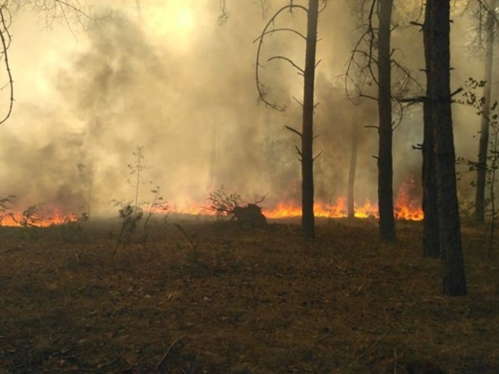 В Черногории вспыхнул масштабный лесной пожар