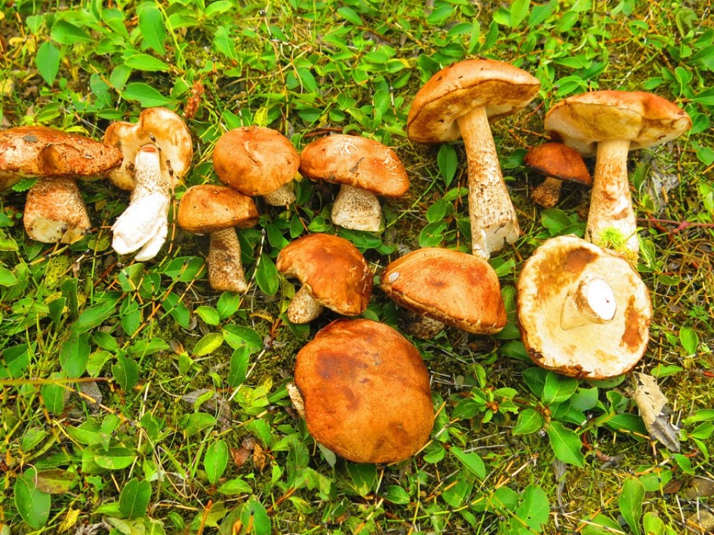 Лесные грибы богаты аминокислотами и антиоксидантами, но вредны для печени – врач