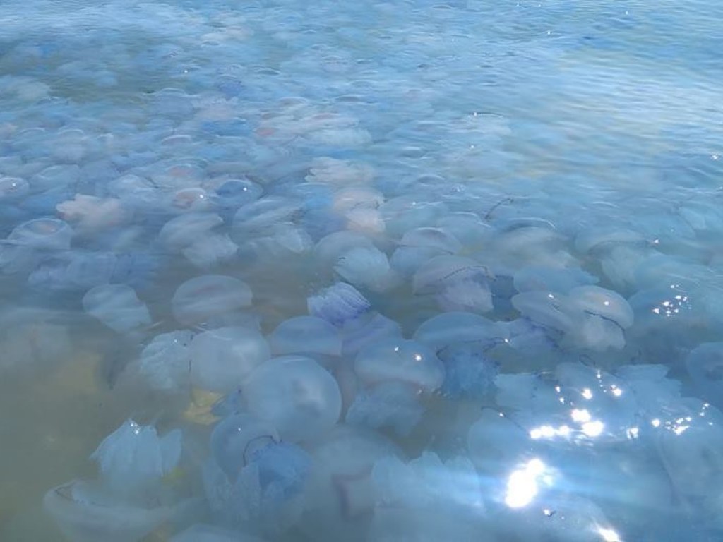 На Херсонщине гигантские медузы атаковали туристов (ФОТО)