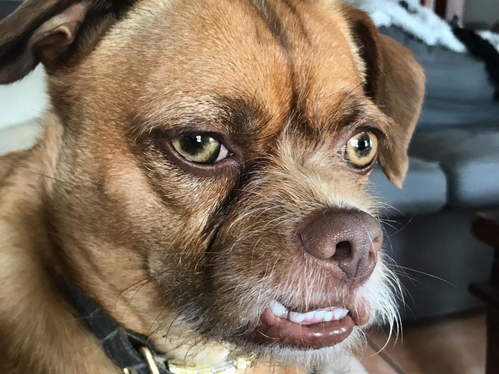 В сети обнаружили пса с лицом угрюмого старика (ФОТО)