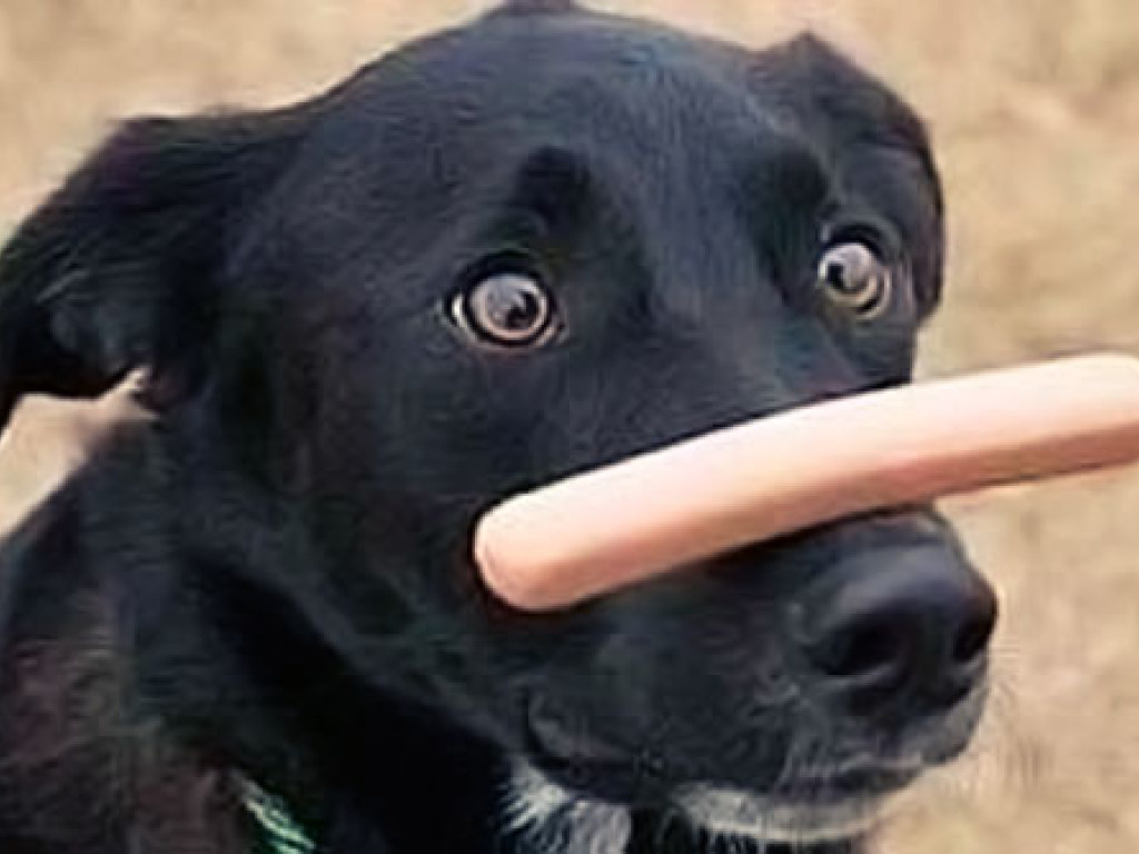 Бездомный пес научился покупать сосиски (ВИДЕО)