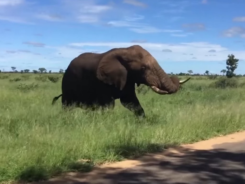 На Шри-Ланке слон напал на автомобиль с туристами (ВИДЕО)