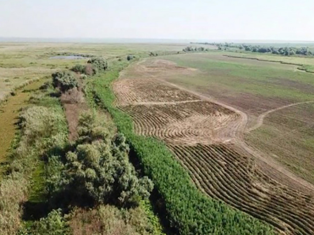 В Одессе на территории кооператива депутата облсовета нашли гигантскую плантацию конопли (ФОТО)